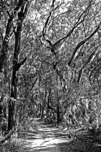 Beaufort SC 2012 194+ B&W