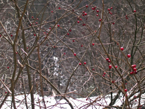 Red Winter Berries