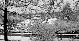 Snowy Highland Park B&W