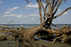 Beach Stump 1+