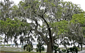 Beaufort SC 2012 037+