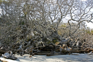 Beaufort SC 2012 243+