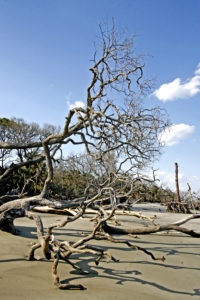 Beaufort SC 2012 288+