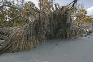 Beaufort SC 2012 314+