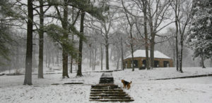 Bogart at Avondale Park in Snow