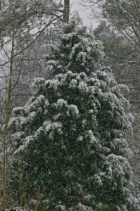 Cedar in Snow 1