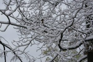 Snow 2009 & Fair Park Train 029